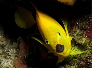 Rock Beauty - Holacanthus tricolor - Cozumel, Mexico