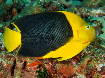 Rock Beauty - Holacanthus tricolor - Palm Beach, Florida