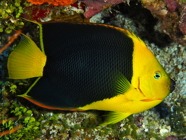 Rock Beauty - Holacanthus tricolor - Cozumel, Mexico