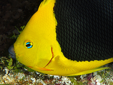 Rock Beauty - Holacanthus tricolor - Cozumel, Mexico