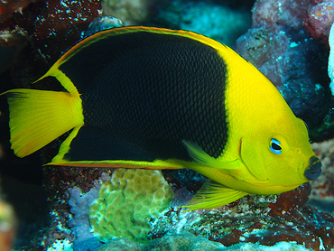 Rock Beauty - Holacanthus tricolor - Cozumel, Mexico