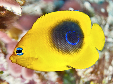 Rock Beauty - Holacanthus tricolor - Cozumel, Mexico