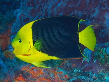 Rock Beauty - Holacanthus tricolor - Palm Beach, Florida