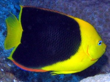 Rock Beauty - Holacanthus tricolor - Turks and Caicos