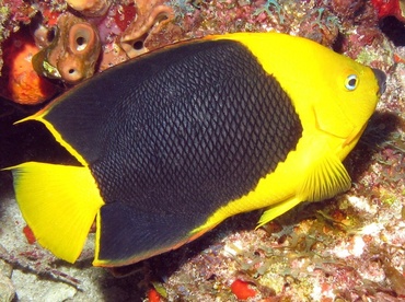 Rock Beauty - Holacanthus tricolor - Isla Mujeres, Mexico