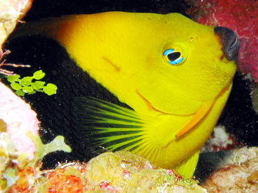 Rock Beauty - Holacanthus tricolor - Grand Cayman