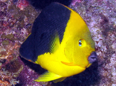 Rock Beauty - Holacanthus tricolor - Belize