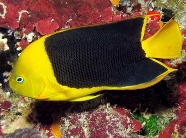 Rock Beauty - Holacanthus tricolor - Belize