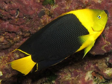 Rock Beauty - Holacanthus tricolor - Cozumel, Mexico