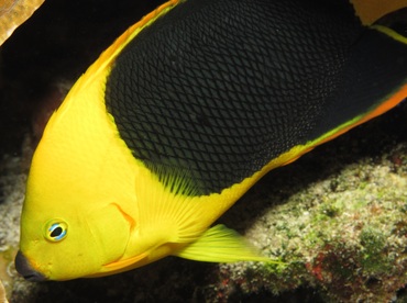 Rock Beauty - Holacanthus tricolor - Cozumel, Mexico