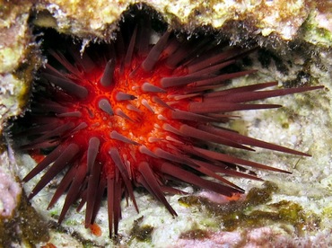 Rock-Boring Urchin - Echinometra lucunter - Cozumel, Mexico