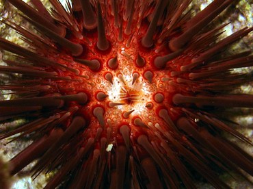 Rock-Boring Urchin - Echinometra lucunter - Grand Cayman