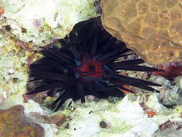 Atlantic Rock-Boring Urchin - Echinometra lucunter - British Virgin Islands