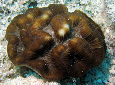Rose Coral - Manicina areolata - Key Largo, Florida