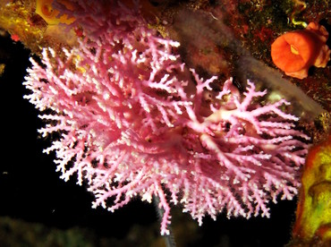 Rose Lace Coral - Stylaster roseus - Nassau, Bahamas