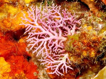 Rose Lace Coral - Stylaster roseus - Cozumel, Mexico