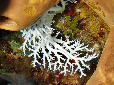 Rose Lace Coral - Stylaster roseus - Cozumel, Mexico