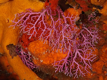 Rose Lace Coral - Stylaster roseus - Cozumel, Mexico