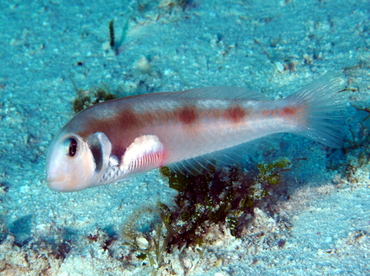 Rosy Razorfish - Xyrichtys martinicensis - Cozumel, Mexico