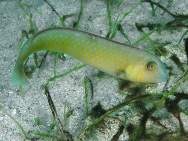 Rosy Razorfish - Xyrichtys martinicensis - British Virgin Islands