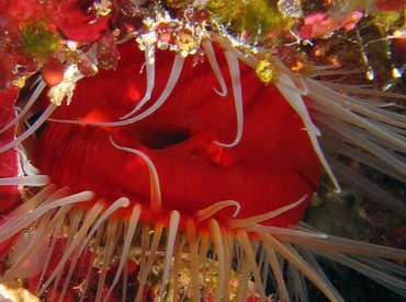 Rough Fileclam - Ctenoides scaber - Turks and Caicos