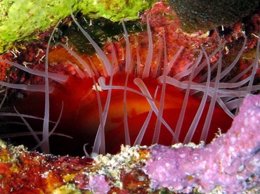 Rough Fileclam - Ctenoides scaber - Grand Cayman