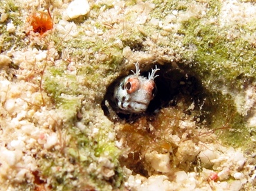 Roughhead Blenny - Acanthemblemaria aspera - Grand Cayman