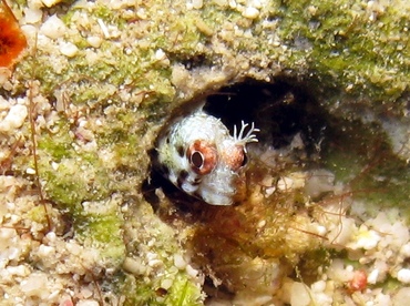 Roughhead Blenny - Acanthemblemaria aspera - Grand Cayman