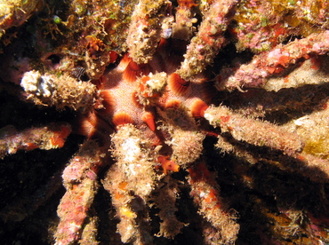 Rough-Spined Urchin - Chondrocidaris gigantea - Lanai, Hawaii