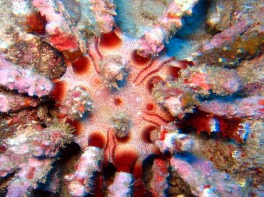 Rough-Spined Urchin - Chondrocidaris gigantea - Lanai, Hawaii