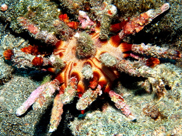 Rough-Spined Urchin - Chondrocidaris gigantea - Big Island, Hawaii