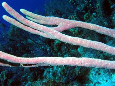 Row Pore Rope Sponge - Aplysina cauliformis - Turks and Caicos