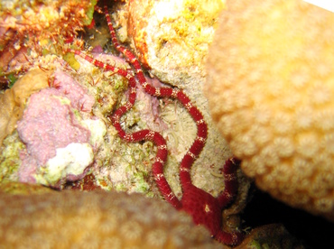 Ruby Brittle Star - Ophioderma rubicundum - Grand Cayman