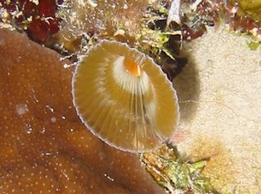 Ruffled Feather Duster - Hypsicomus sp. - Turks and Caicos