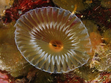 Ruffled Feather Duster - Hypsicomus sp. - Grand Cayman