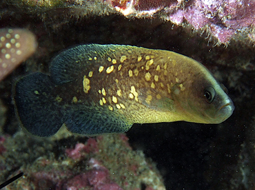 Mottled Soapfish - Rypticus bicolor - Cabo San Lucas, Mexico