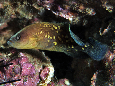 Mottled Soapfish - Rypticus bicolor - Cabo San Lucas, Mexico