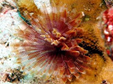 Indian Feather Duster - Sabellastarte spectabilis - Maui, Hawaii