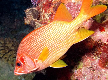 Sabre Squirrelfish - Sargocentron spiniferum - Palau