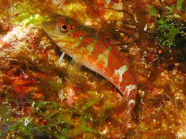 Saddled Blenny - Malacoctenus triangulatus - Grand Cayman