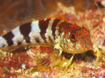 Saddled Blenny - Malacoctenus triangulatus - Aruba