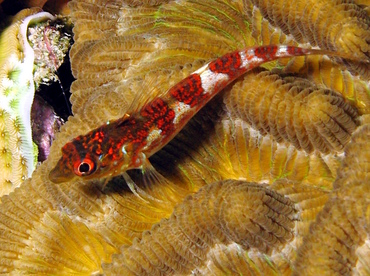 Saddled Blenny - Malacoctenus triangulatus - Grand Cayman