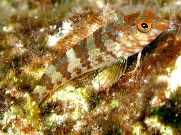 Saddled Blenny - Malacoctenus triangulatus - Cozumel, Mexico