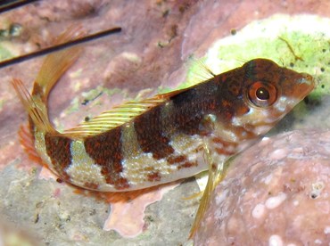 Saddled Blenny - Malacoctenus triangulatus - Cozumel, Mexico