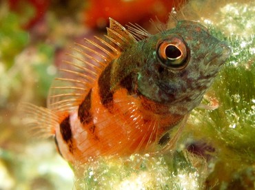 Saddled Blenny - Malacoctenus triangulatus - Cozumel, Mexico