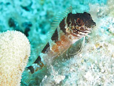 Saddled Blenny - Malacoctenus triangulatus - Turks and Caicos