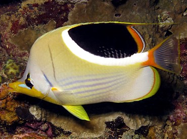 Saddled Butterflyfish - Chaetodon ephippium - Palau