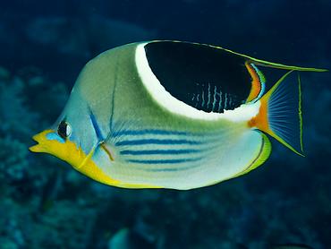 Saddled Butterflyfish - Chaetodon ephippium - Komodo, Indonesia