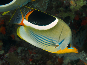 Saddled Butterflyfish - Chaetodon ephippium - Wakatobi, Indonesia