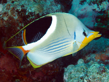 Saddled Butterflyfish - Chaetodon ephippium - Great Barrier Reef, Australia